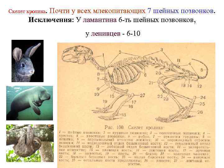 Скелет кролика. Почти у всех млекопитающих 7 шейных позвонков. Исключения: У ламантина 6 -ть