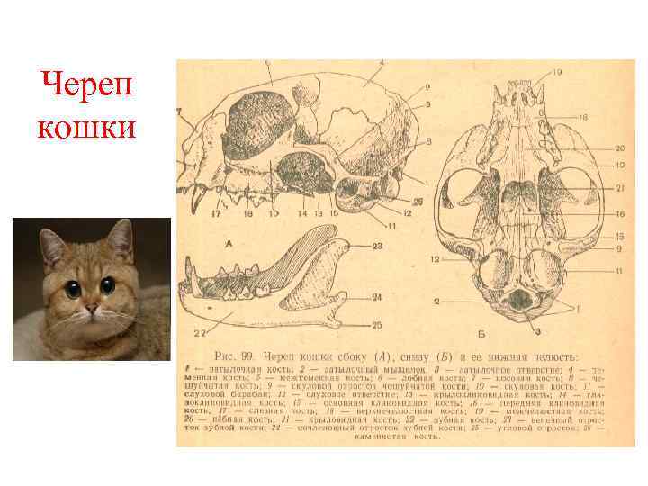 Череп кошки рисунок с подписями