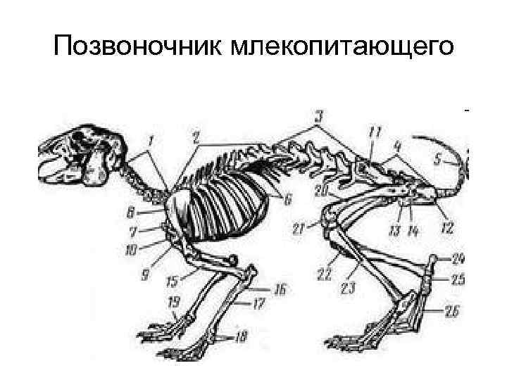 Внутреннее строение млекопитающих скелет