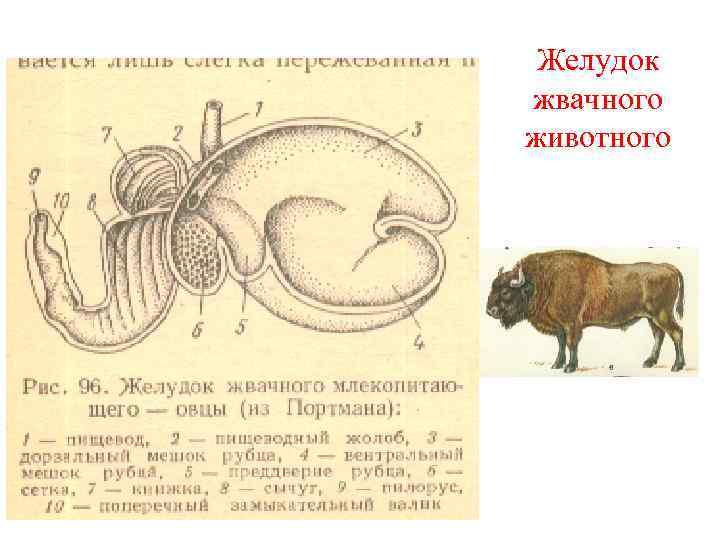 Строение желудков животных