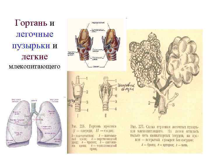 Гортань и легочные пузырьки и легкие млекопитающего 