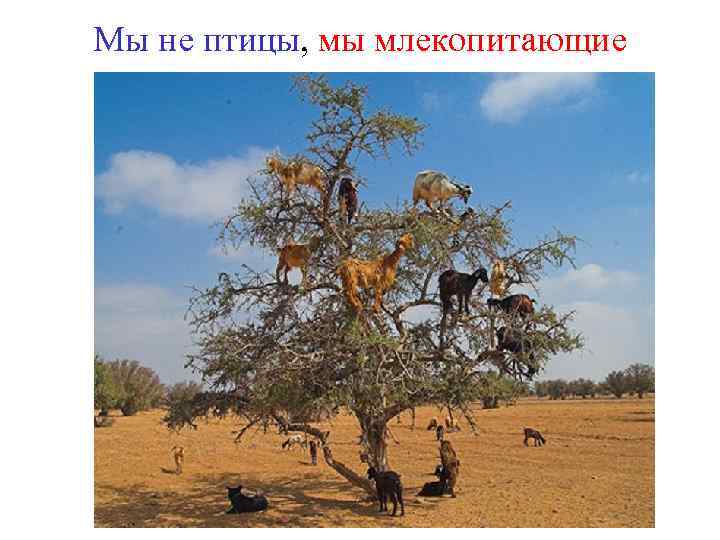 Мы не птицы, мы млекопитающие 