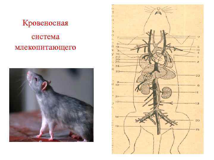 Кровеносная система млекопитающего 