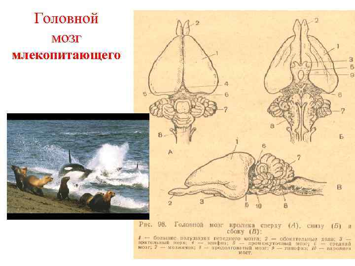 Определи рисунок на котором представлен мозг млекопитающего