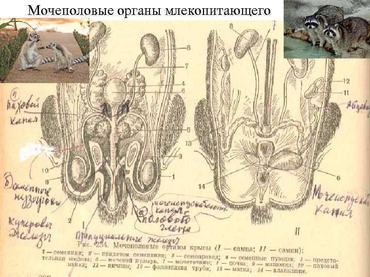 Мочеполовые органы млекопитающего 