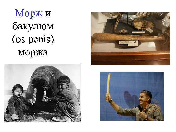 Морж и бакулюм (os penis) моржа 