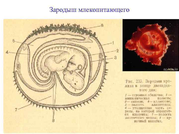 Рисунок зародыша с подписями