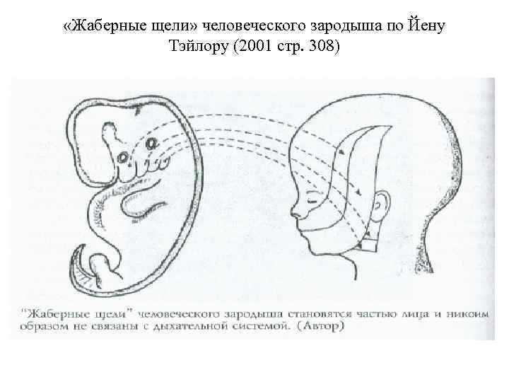  «Жаберные щели» человеческого зародыша по Йену Тэйлору (2001 стр. 308) 