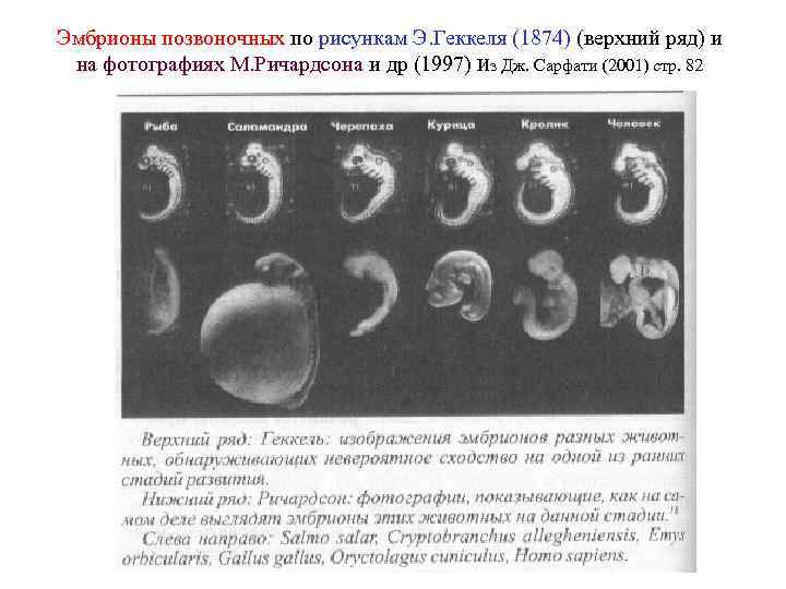 Эмбрионы позвоночных по рисункам Э. Геккеля (1874) (верхний ряд) и на фотографиях М. Ричардсона