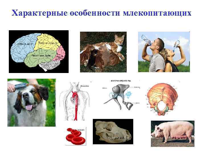 Для животных характерна постоянная. Разнообразие млекопитающих. Биологические особенности млекопитающих. Разнообразие млекопитающих таблица. Млекопитающие особенности и многообразие.