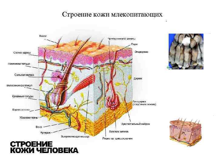 Строение кожи млекопитающих 