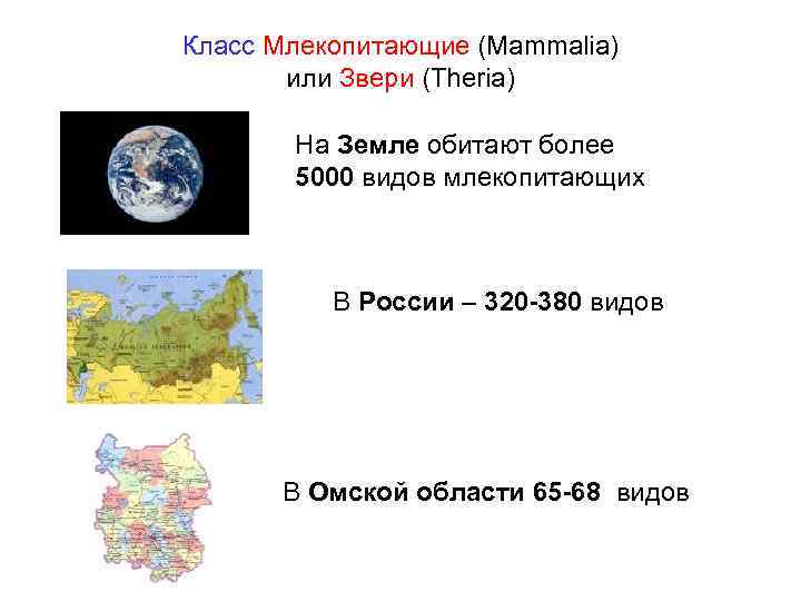 Класс Млекопитающие (Mammalia) или Звери (Theria) На Земле обитают более 5000 видов млекопитающих В