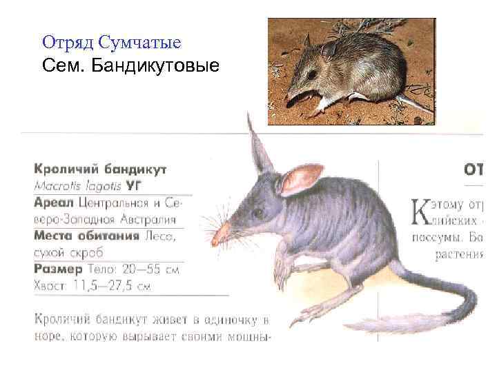 Отряд Сумчатые Сем. Бандикутовые 