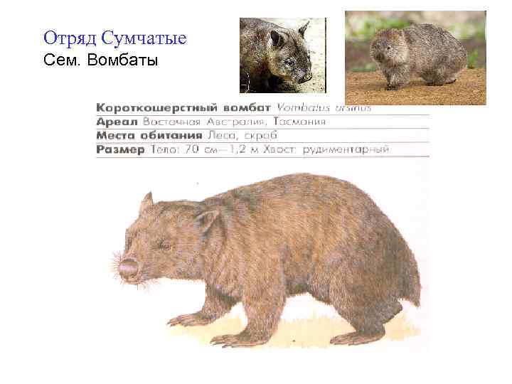 Отряд Сумчатые Сем. Вомбаты 