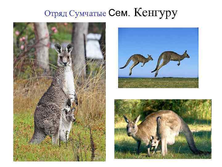 Отряд Сумчатые Сем. Кенгуру 