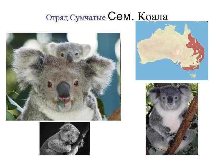 Отряд Сумчатые Сем. Коала 