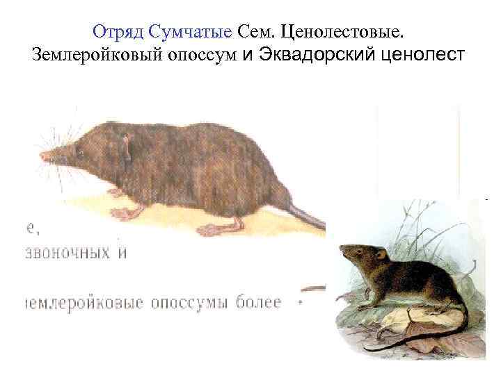 Отряд Сумчатые Сем. Ценолестовые. Землеройковый опоссум и Эквадорский ценолест 
