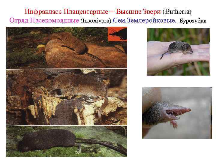 Инфракласс Плацентарные = Высшие Звери (Eutheria) Отряд Насекомоядные (Insectivora) Сем. Землеройковые. Бурозубки 