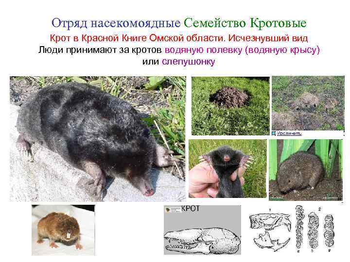 Отряд насекомоядные Семейство Кротовые Крот в Красной Книге Омской области. Исчезнувший вид Люди принимают