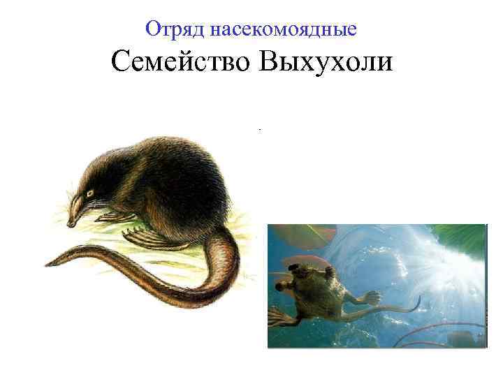 Отряд насекомоядные Семейство Выхухоли 