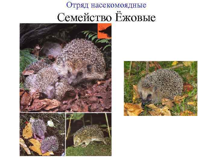 Отряд насекомоядные Семейство Ёжовые 