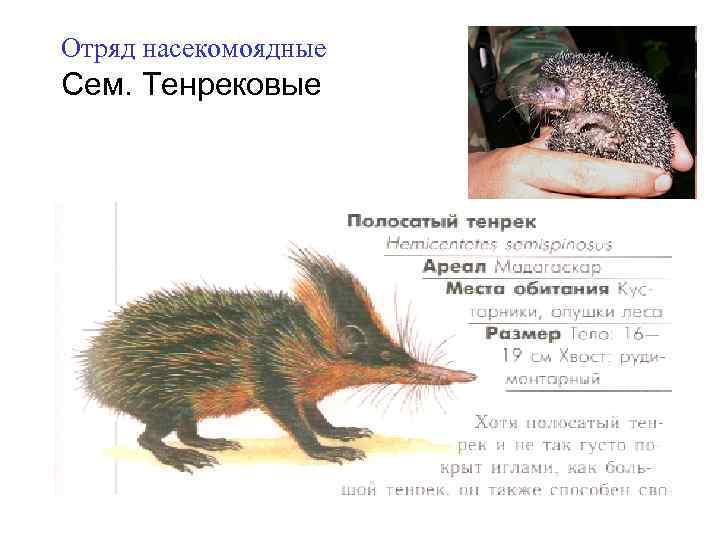 Отряд насекомоядные Сем. Тенрековые 