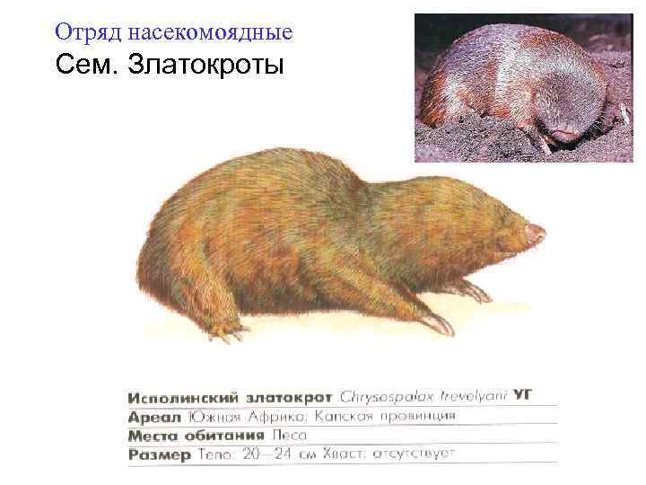 Отряд насекомоядные Сем. Златокроты 