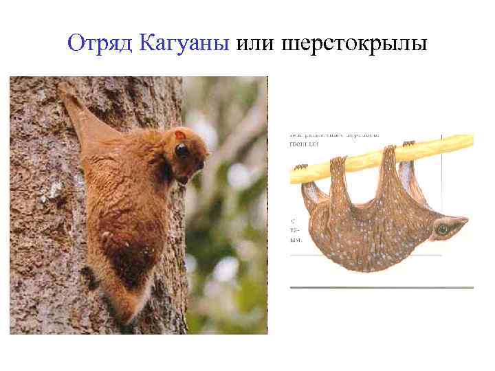 Отряд Кагуаны или шерстокрылы 