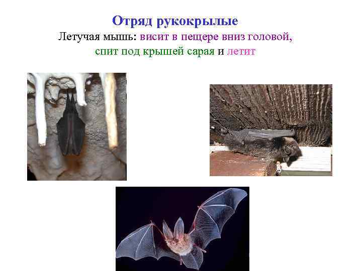 Отряд рукокрылые Летучая мышь: висит в пещере вниз головой, спит под крышей сарая и