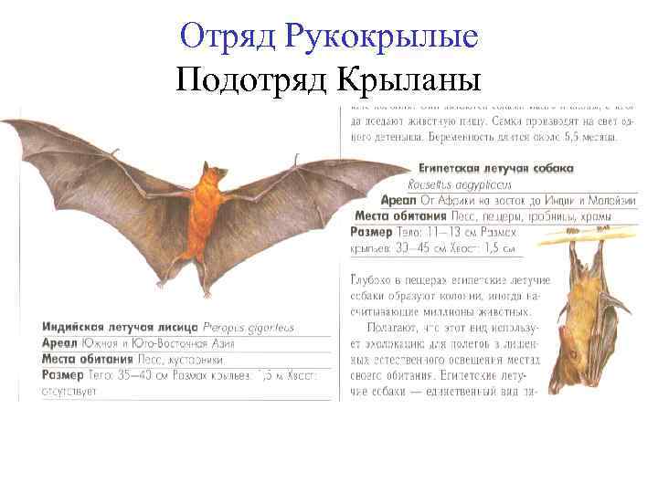 Отряд Рукокрылые Подотряд Крыланы 