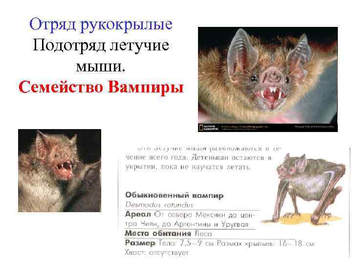 Отряд рукокрылые Подотряд летучие мыши. Семейство Вампиры 