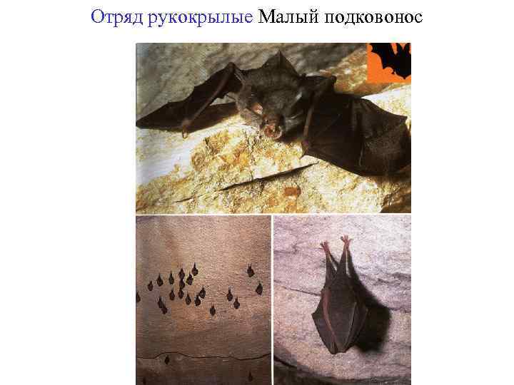 Отряд рукокрылые Малый подковонос 