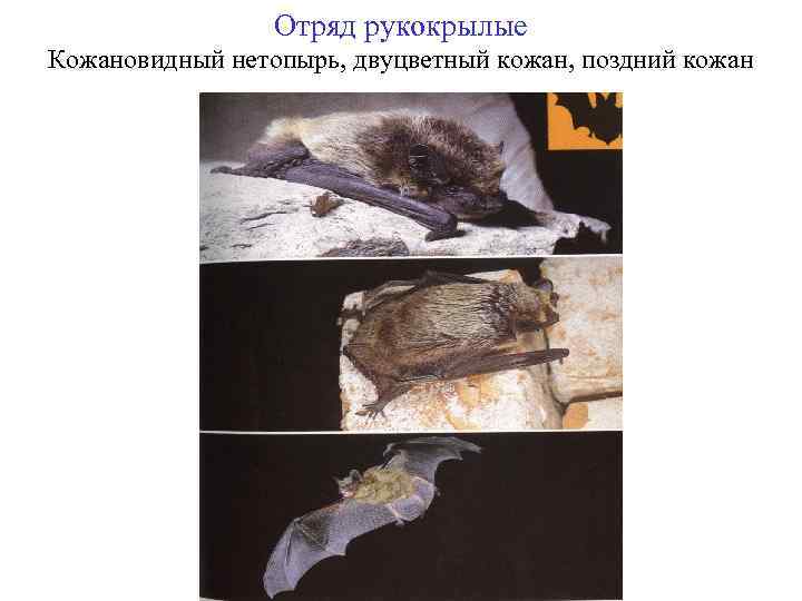 Отряд рукокрылые Кожановидный нетопырь, двуцветный кожан, поздний кожан 