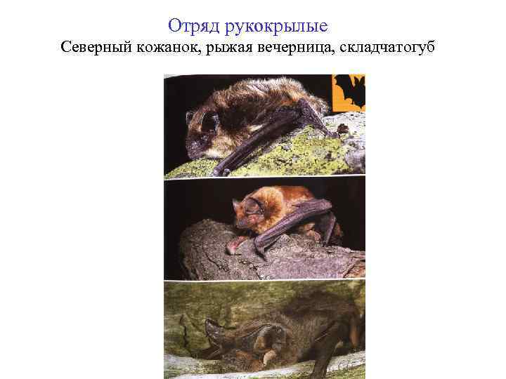 Отряд рукокрылые Северный кожанок, рыжая вечерница, складчатогуб 