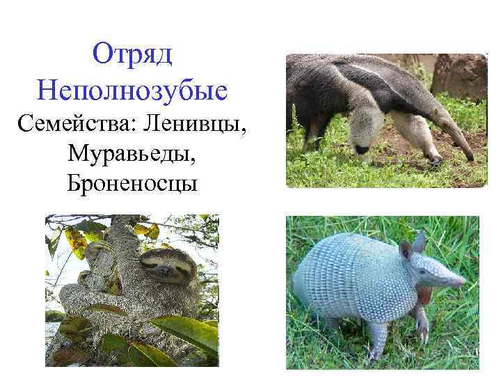 Отряд Неполнозубые Семейства: Ленивцы, Муравьеды, Броненосцы 