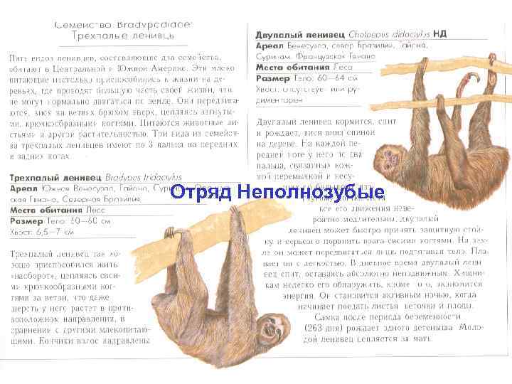 Отряд Неполнозубые 