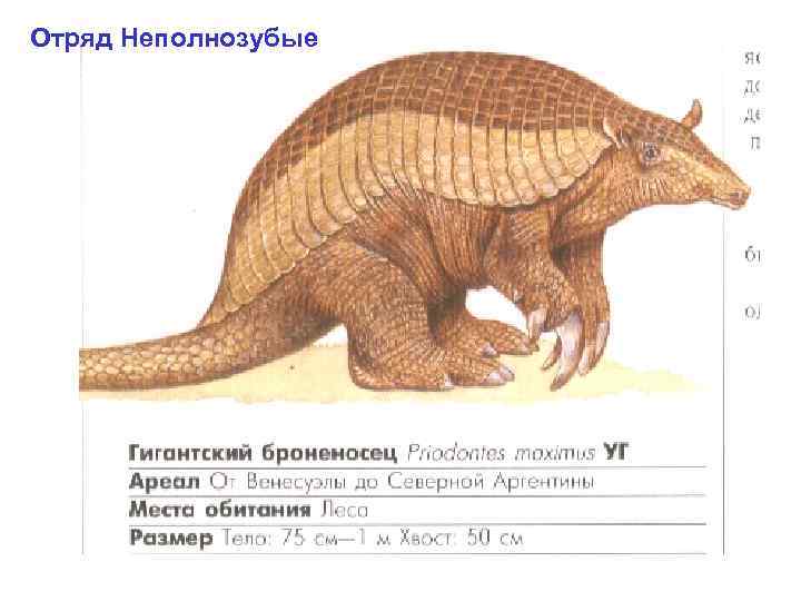 Отряд Неполнозубые 