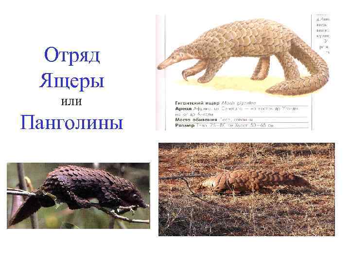 Отряд Ящеры или Панголины 