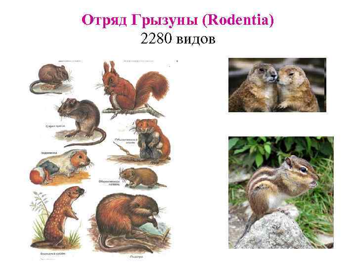Отряд Грызуны (Rodentia) 2280 видов 