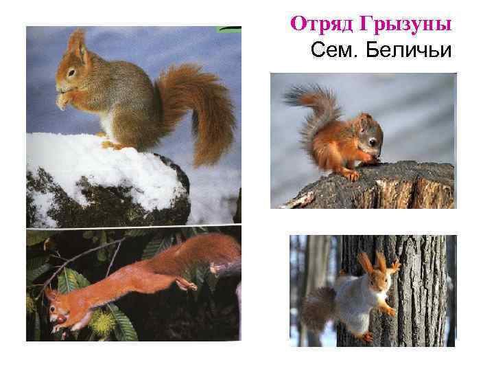 Отряд Грызуны Сем. Беличьи 