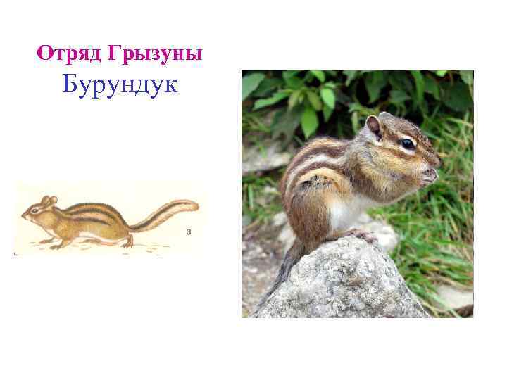 Отряд Грызуны Бурундук 