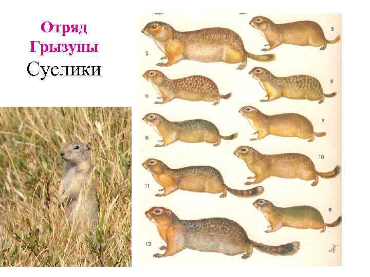 Отряд Грызуны Суслики 