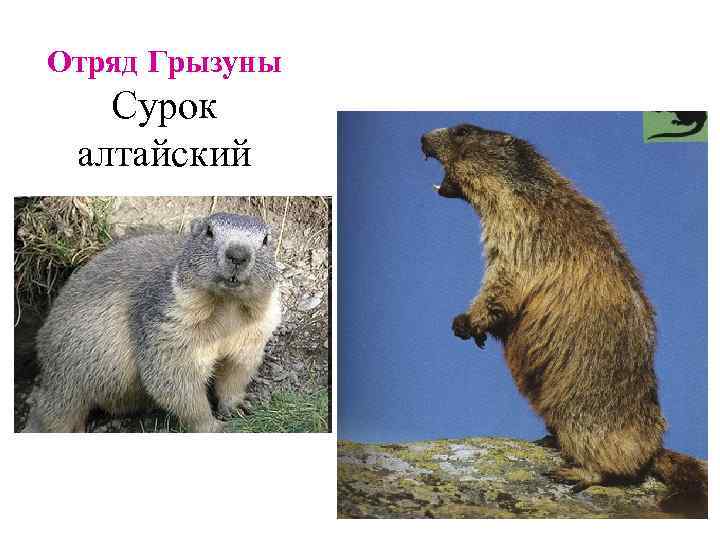 Отряд Грызуны Сурок алтайский 