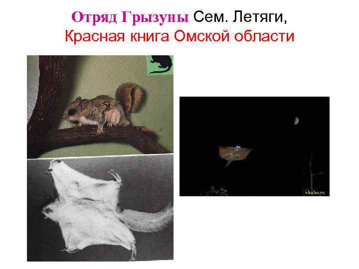 Отряд Грызуны Сем. Летяги, Красная книга Омской области 