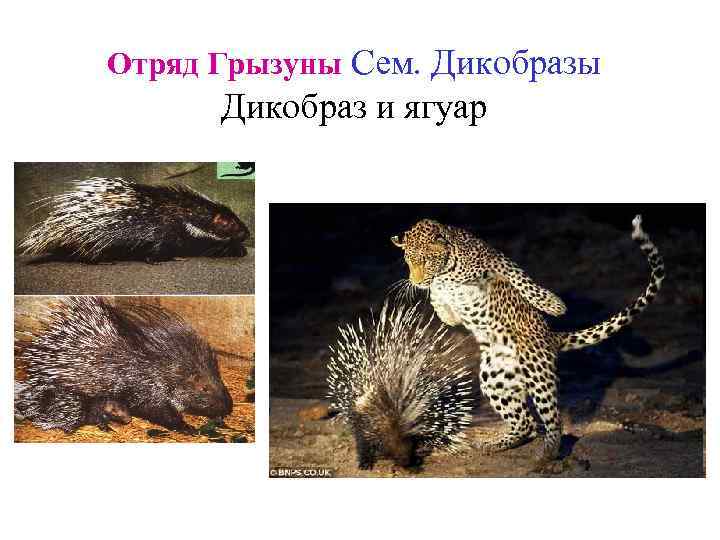 Отряд Грызуны Сем. Дикобразы Дикобраз и ягуар 