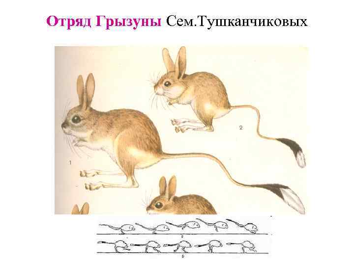Отряд Грызуны Сем. Тушканчиковых 