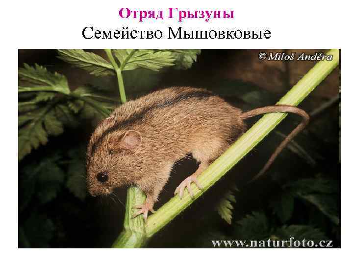Отряд Грызуны Семейство Мышовковые 