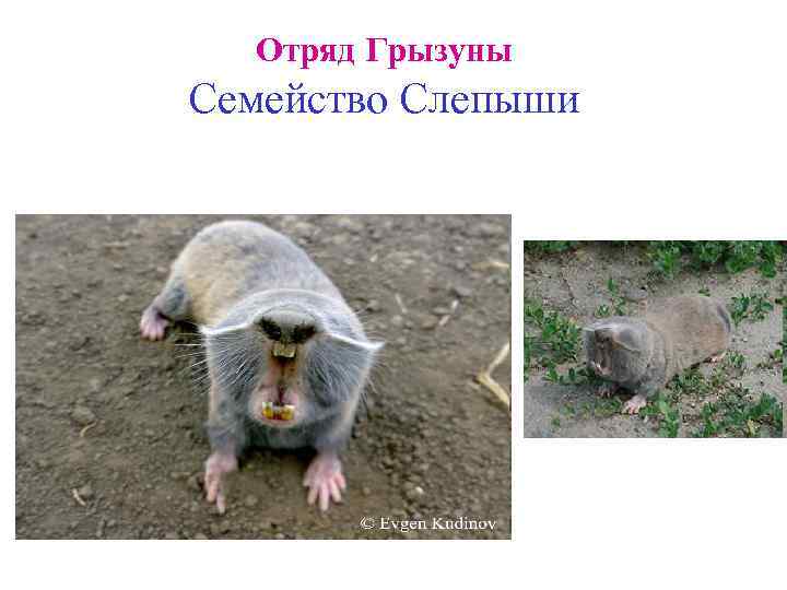 Отряд Грызуны Семейство Слепыши 