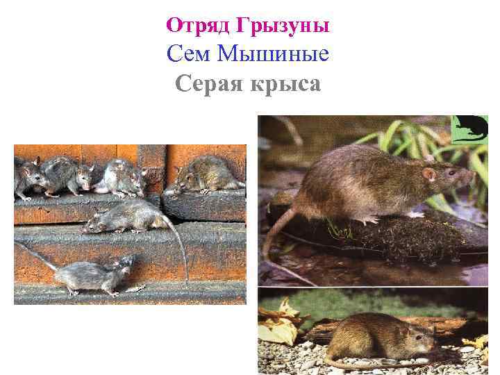 Отряд Грызуны Сем Мышиные Серая крыса 