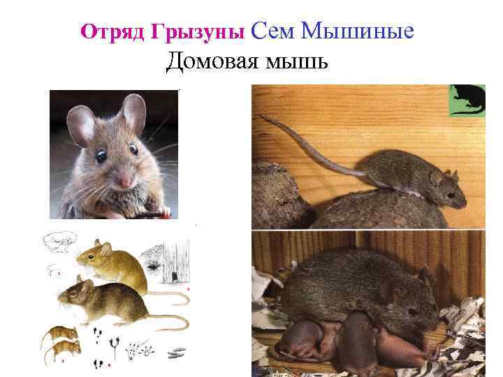 Отряд Грызуны Сем Мышиные Домовая мышь 